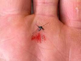 Chikungunya breitet sich aus: Tropen-Virus bedroht Europa stärker als gedacht